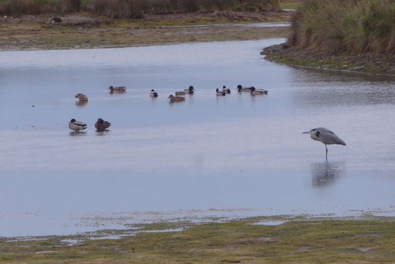 20231129 marais des bris 015