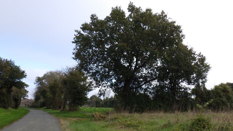 20241103 03 balanzac