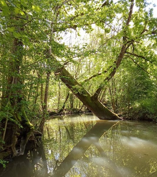 Marais poitevin balade bato 009