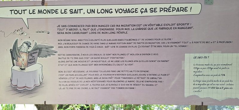Marais poitevin migration 501