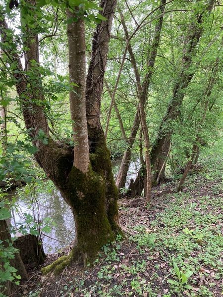 Marais poitevin rando 040